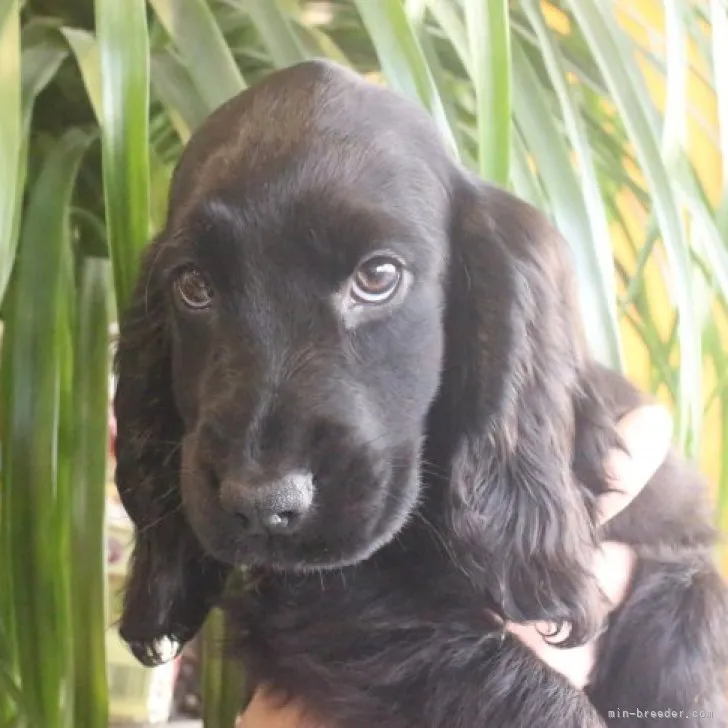 ID:2301-05308の子犬