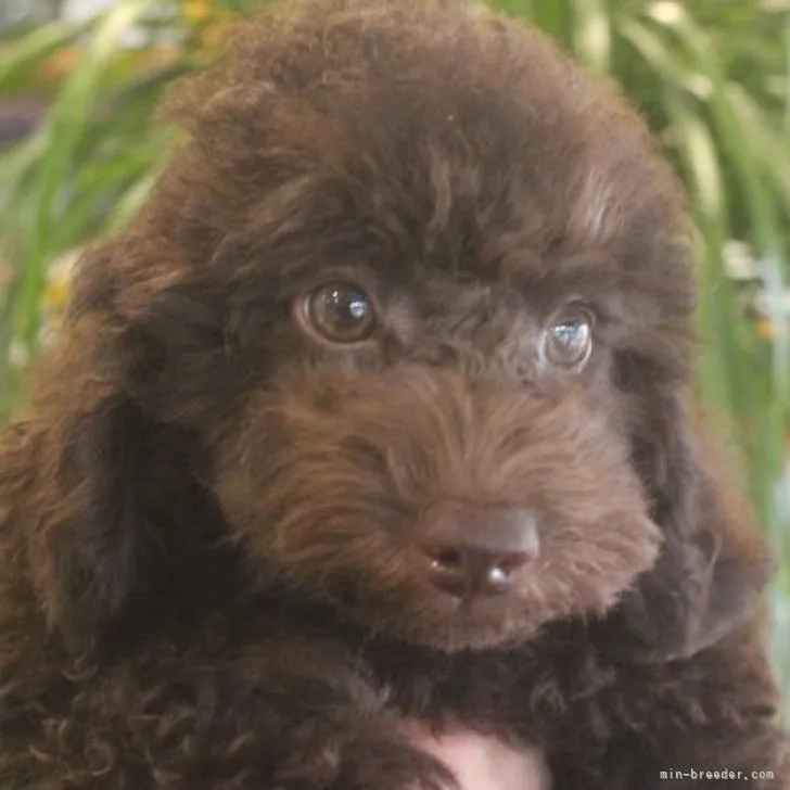 ID:2205-03617の子犬