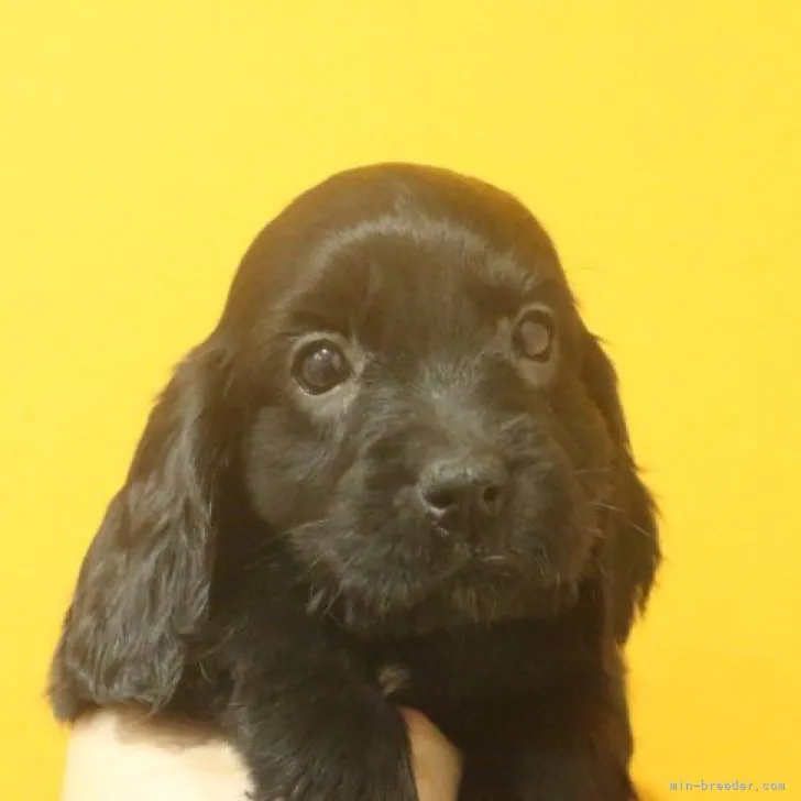 ID:2212-01312の子犬