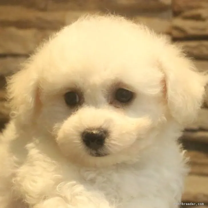 ID:2211-04554の子犬