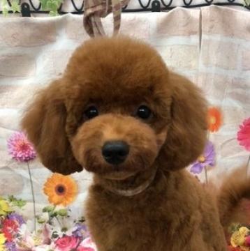 トイプードル(トイ)【千葉県・男の子・2022年7月2日・レッド】の写真「優良血統の仔！！とても可愛い！！」