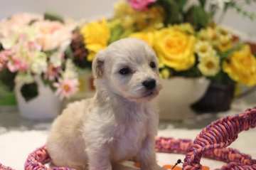 ダップー×トイプードル【千葉県・男の子・2018年4月4日・クリーム】の写真「可愛いBABY!!」