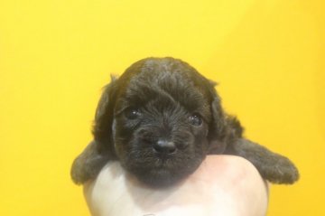 トイプードル(トイ)【千葉県・女の子・2021年1月31日・シルバー】の写真「AMチャンピオンの仔！！」