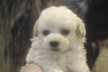 トイプードル(トイ)【千葉県・男の子・2021年1月31日・ホワイト】の写真「AMチャンピオンの仔！！」