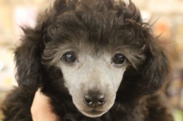 トイプードル(トイ)【千葉県・女の子・2020年1月20日・シルバー】の写真「AMチャンピオンの仔！！」