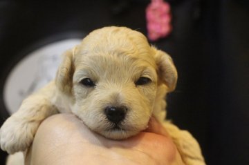 トイプードル(トイ)【千葉県・女の子・2020年4月25日・ホワイト】の写真「AMチャンピオンの仔！！」