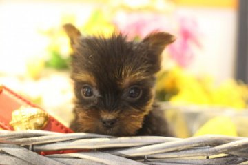 ヨークシャーテリア【千葉県・男の子・2018年3月31日・スチールブルー&タン】の写真「父親JKCチャンピオンのハンサムボーイ3」