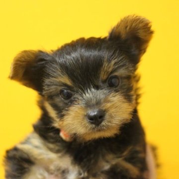 ヨークシャーテリア【千葉県・女の子・2023年9月13日・スチールブルー&タン】の写真「JKCチャンピオン直子・・・優良血統！！」