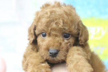 トイプードル(トイ)【千葉県・男の子・2019年3月9日・レッド】の写真「父親ロシアチャンピオンのイケメンボーイ」