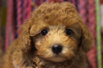 トイプードル(トイ)【千葉県・男の子・2019年12月31日・レッド】の写真「父親AMチャンピオンです。」