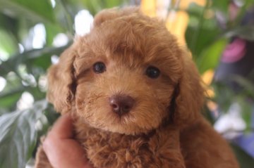 トイプードル(トイ)【千葉県・男の子・2019年4月18日・レッド】の写真「父親AMチャンピオンのハンサムボーイ2」