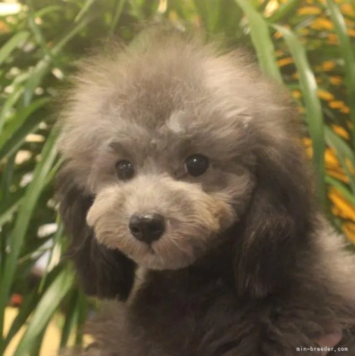 ID:2206-00285の子犬