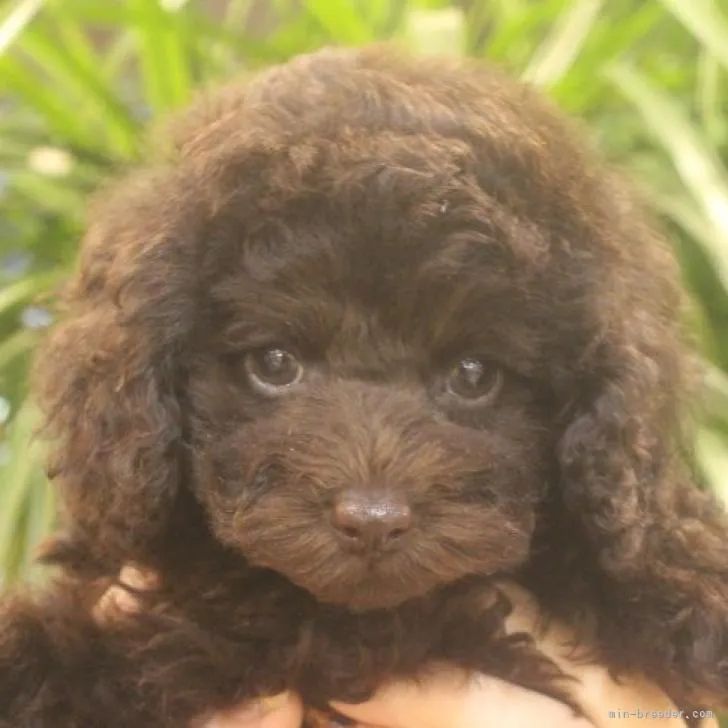 ID:2209-00108の子犬