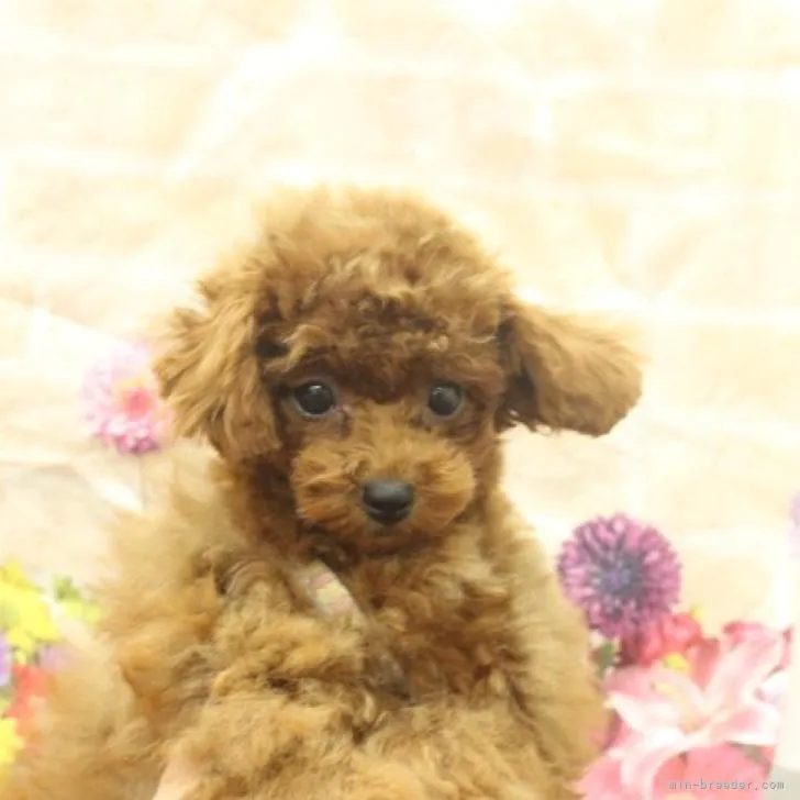ID：2207-03977の子犬