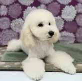 トイプードル(トイ)【千葉県・男の子・2023年8月11日・ホワイト】の写真2