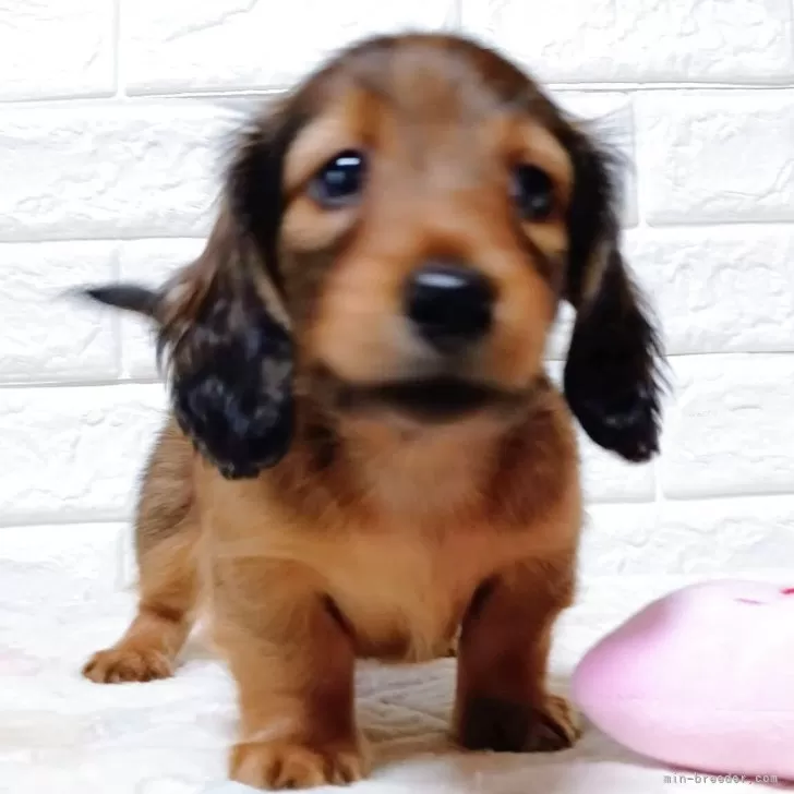 T.Ｉ 様のお迎えした子犬