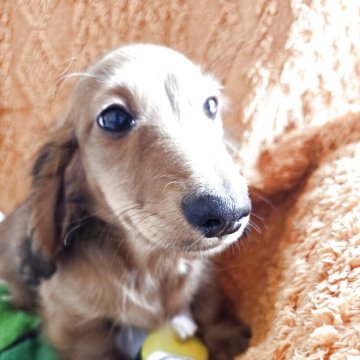 ミニチュアダックスフンド(ロング)【茨城県・男の子・2025年1月2日・レッド】の写真「良血血統イケメン男の子」