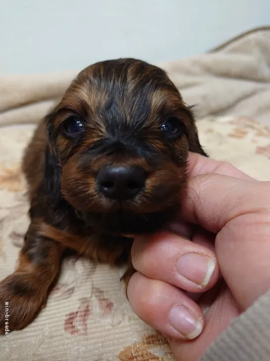 ID:2101-02701の子犬