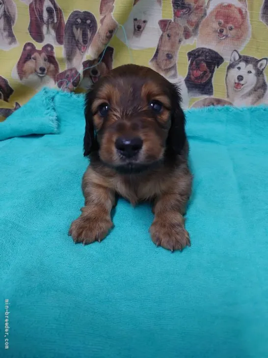 ももたろ 様のお迎えした子犬