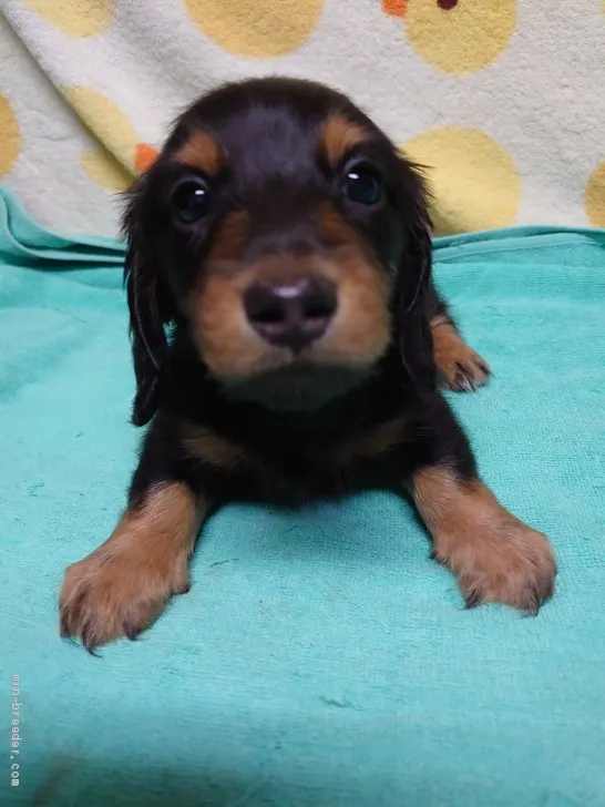 ID:2009-02786の子犬