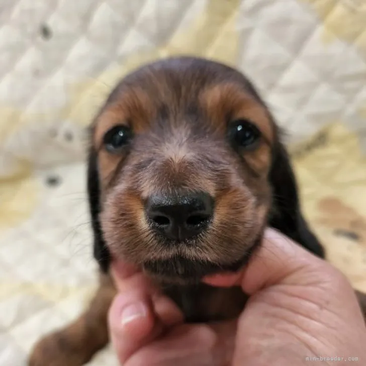 ID:2305-00242の子犬