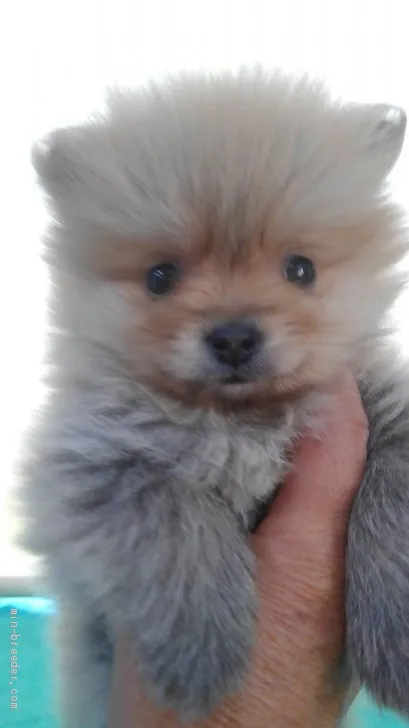 ID:1905-00133の子犬