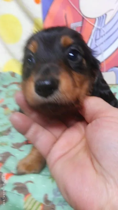 ID:1712-01253の子犬