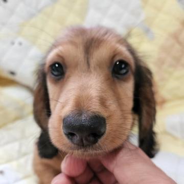 ミニチュアダックスフンド(ロング)【茨城県・男の子・2022年5月9日・レッド】の写真「ダックス専門犬舎です。父親はチャンピオン」