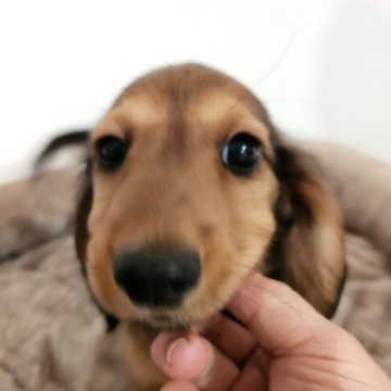 ミニチュアダックスフンド(ロング)【茨城県・男の子・2022年11月8日・レッド】の写真「お母さんチャンピオン、元気一杯です」