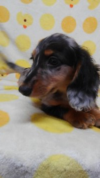 ミニチュアダックスフンド(ロング)【茨城県・男の子・2019年4月6日・シルバーダップル】の写真「綺麗な柄でお顔も可愛い❤」