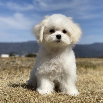 マルチーズ【長野県・男の子・2024年11月20日・ホワイト】の写真「小ぶりの僕ちゃんです！」