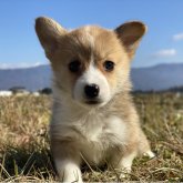 ウェルシュ・コーギー・ペンブローク