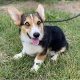 ウェルシュ・コーギー・ペンブローク