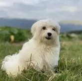マルチーズ