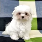 マルチーズ