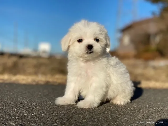 ID:2201-00120の子犬