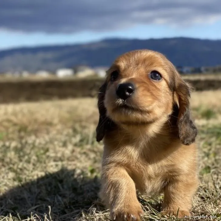 ID:2212-02863の子犬