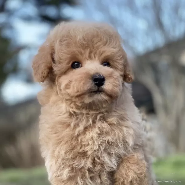 ID:2403-00410の子犬