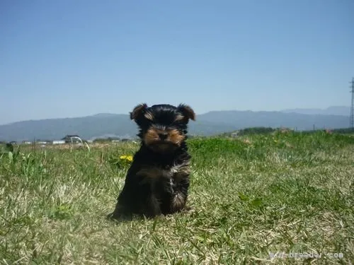 ID：1804-01218の子犬