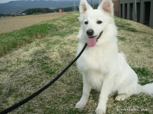 ID：1811-02701の子犬