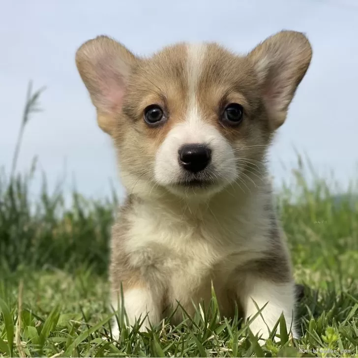 ID：2404-03377の子犬