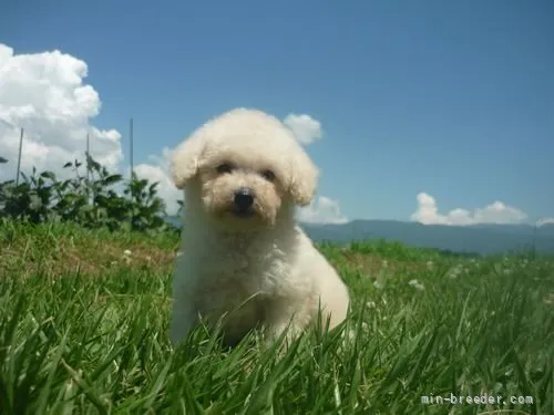 ID：2108-00545の子犬