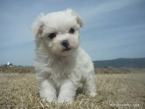 ID：2103-00060の子犬