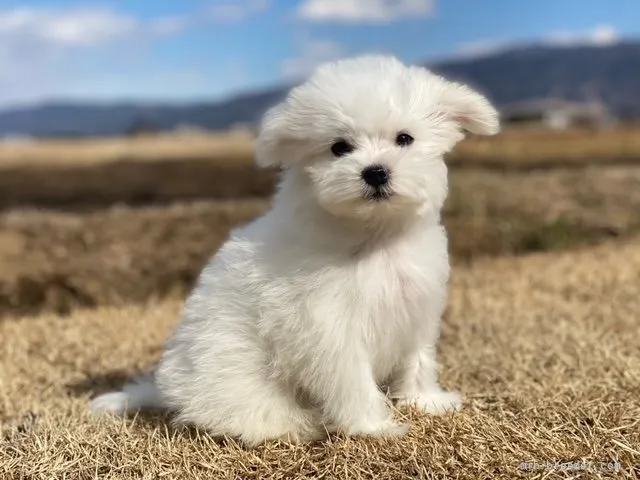 ID:2202-00083の子犬