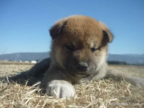 ID:2012-02495の子犬