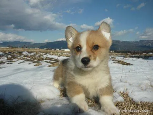 ID:1712-02251の子犬