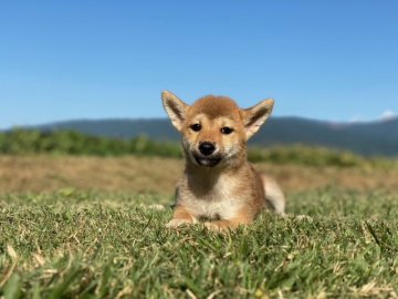 柴犬(標準サイズ)【長野県・女の子・2021年7月8日・赤】の写真「小ぶりの子です！！」