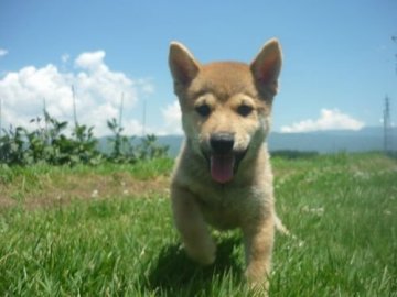 柴犬(標準サイズ)【長野県・男の子・2021年5月24日・赤】の写真「カワイイお顔になります(^^♪」