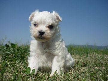 マルチーズ【長野県・女の子・2020年3月30日・ホワイト】の写真「女子です(^^♪」