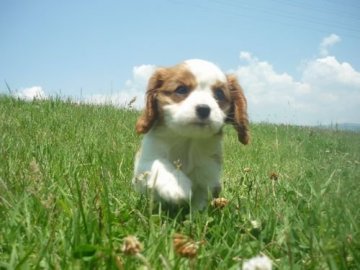 キャバリア【長野県・女の子・2021年4月16日・ブレンハイム】の写真「優しい雰囲気の子です！！」